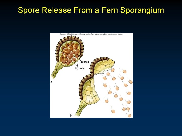 Spore Release From a Fern Sporangium 