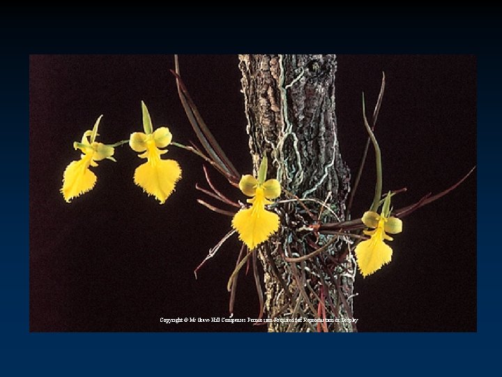 Copyright © Mc. Graw-Hill Companies Permission Required for Reproduction or Display 