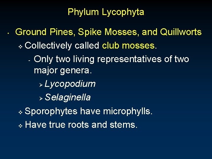 Phylum Lycophyta • Ground Pines, Spike Mosses, and Quillworts v Collectively called club mosses.
