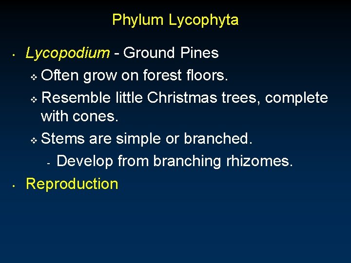 Phylum Lycophyta • • Lycopodium - Ground Pines v Often grow on forest floors.