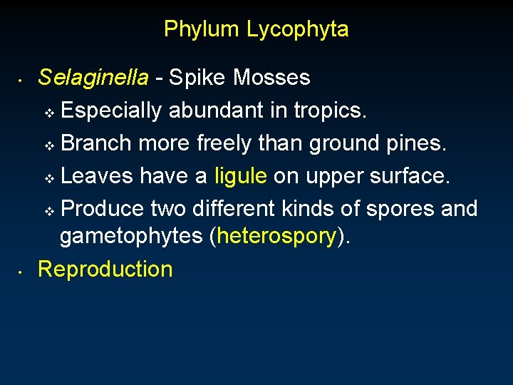 Phylum Lycophyta • • Selaginella - Spike Mosses v Especially abundant in tropics. v