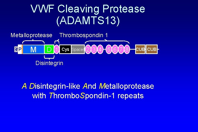 VWF Cleaving Protease (ADAMTS 13) Metalloprotease SP M D 1 Thrombospondin 1 Cys Spacer
