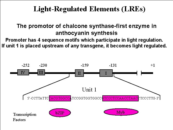Light-Regulated Elements (LREs) The promotor of chalcone synthase-first enzyme in anthocyanin synthesis Promoter has Light-Regulated Elements (LREs) The promotor of chalcone synthase-first enzyme in anthocyanin synthesis Promoter has
