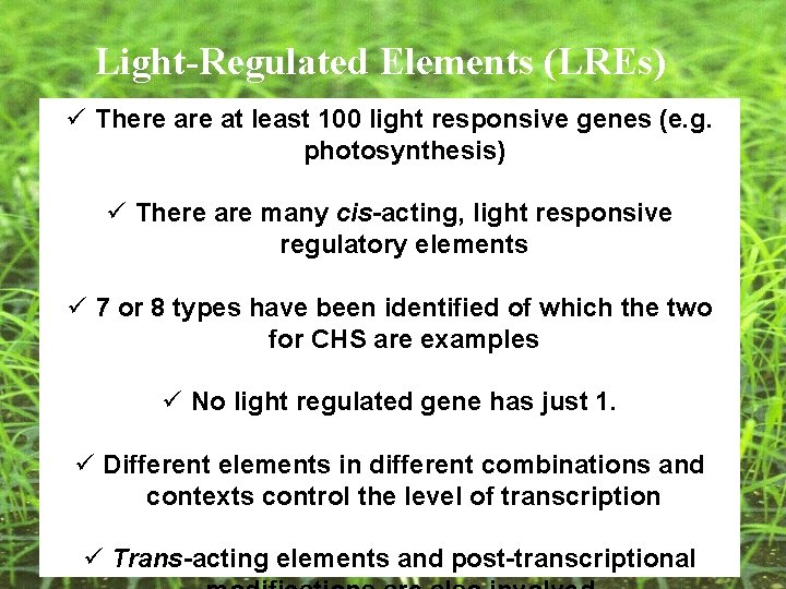 Light-Regulated Elements (LREs) ü There at least 100 light responsive genes (e. g. photosynthesis) Light-Regulated Elements (LREs) ü There at least 100 light responsive genes (e. g. photosynthesis)