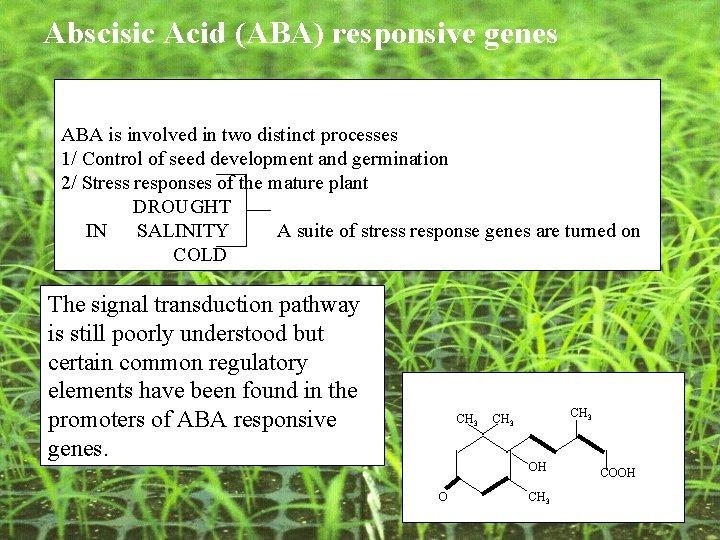 Abscisic Acid (ABA) responsive genes ABA is involved in two distinct processes 1/ Control Abscisic Acid (ABA) responsive genes ABA is involved in two distinct processes 1/ Control