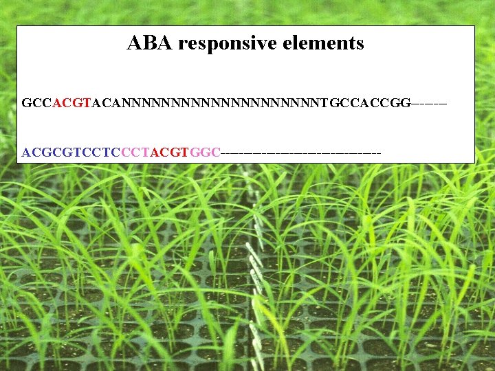 ABA responsive elements GCCACGTACANNNNNNNNNNTGCCACCGG-------ACGCGTCCTCCCTACGTGGC------------------ ABA responsive elements GCCACGTACANNNNNNNNNNTGCCACCGG-------ACGCGTCCTCCCTACGTGGC------------------
