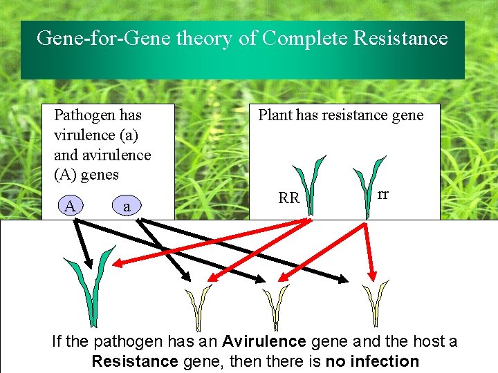Gene-for-Gene theory of Complete Resistance Pathogen has virulence (a) and avirulence (A) genes A Gene-for-Gene theory of Complete Resistance Pathogen has virulence (a) and avirulence (A) genes A