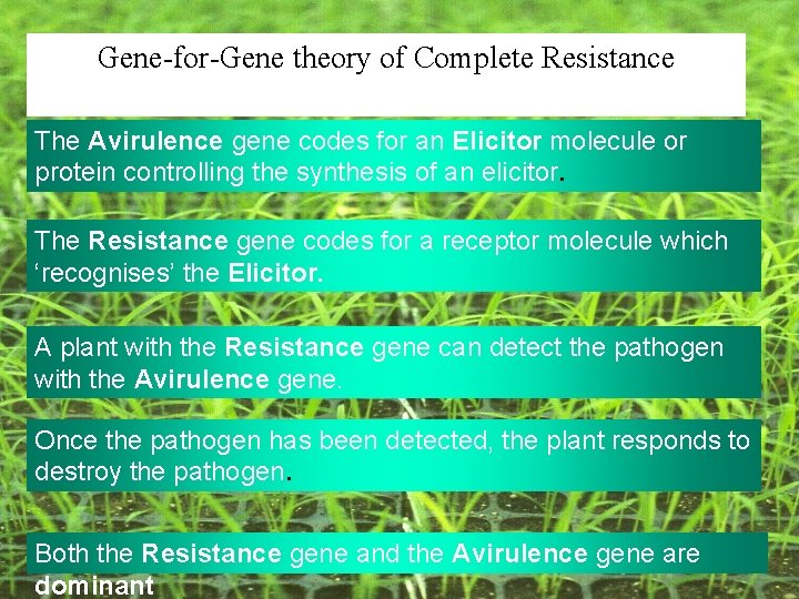 Gene-for-Gene theory of Complete Resistance The Avirulence gene codes for an Elicitor molecule or Gene-for-Gene theory of Complete Resistance The Avirulence gene codes for an Elicitor molecule or