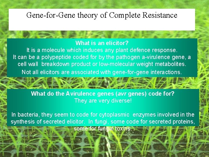 Gene-for-Gene theory of Complete Resistance What is an elicitor? It is a molecule which Gene-for-Gene theory of Complete Resistance What is an elicitor? It is a molecule which