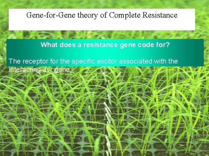Gene-for-Gene theory of Complete Resistance What does a resistance gene code for? The receptor Gene-for-Gene theory of Complete Resistance What does a resistance gene code for? The receptor