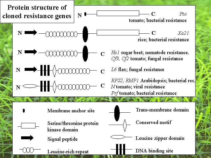 Protein structure of cloned resistance genes N C Pto tomato; bacterial resistance N C Protein structure of cloned resistance genes N C Pto tomato; bacterial resistance N C