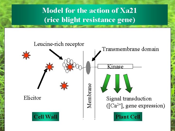 Model for the action of Xa 21 (rice blight resistance gene) Leucine-rich receptor Transmembrane Model for the action of Xa 21 (rice blight resistance gene) Leucine-rich receptor Transmembrane