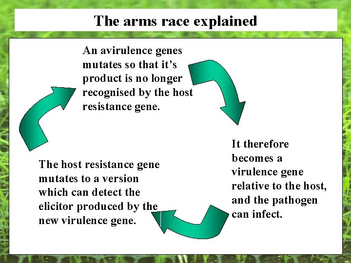 The arms race explained An avirulence genes mutates so that it’s product is no The arms race explained An avirulence genes mutates so that it’s product is no
