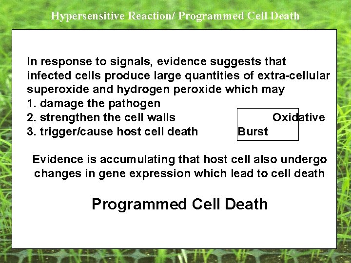 Hypersensitive Reaction/ Programmed Cell Death In response to signals, evidence suggests that infected cells Hypersensitive Reaction/ Programmed Cell Death In response to signals, evidence suggests that infected cells