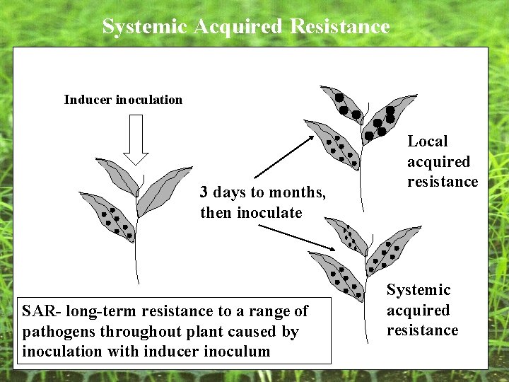 Systemic Acquired Resistance Inducer inoculation 3 days to months, then inoculate SAR- long-term resistance Systemic Acquired Resistance Inducer inoculation 3 days to months, then inoculate SAR- long-term resistance