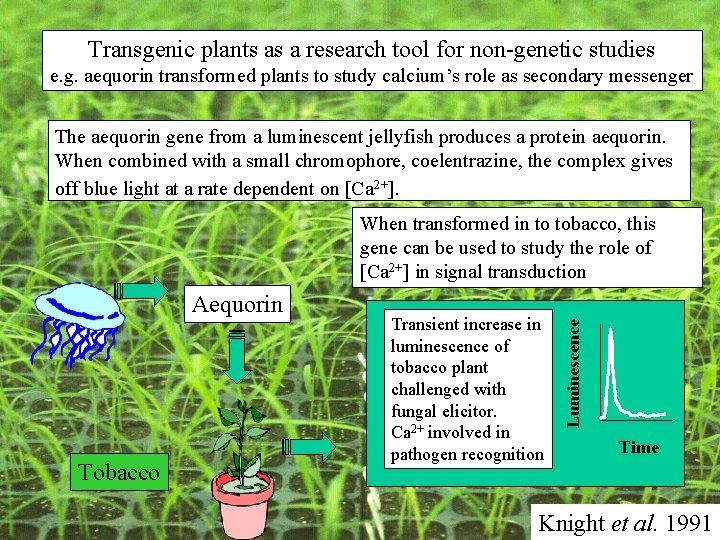 Transgenic plants as a research tool for non-genetic studies e. g. aequorin transformed plants Transgenic plants as a research tool for non-genetic studies e. g. aequorin transformed plants