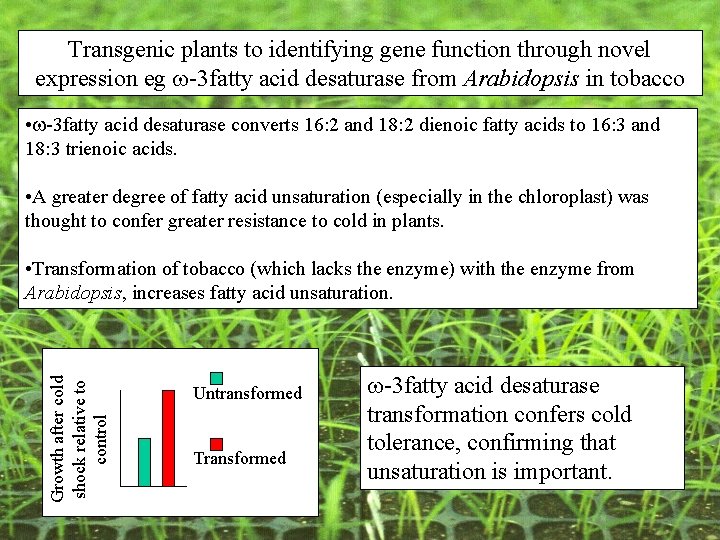 Transgenic plants to identifying gene function through novel expression eg -3 fatty acid desaturase Transgenic plants to identifying gene function through novel expression eg -3 fatty acid desaturase