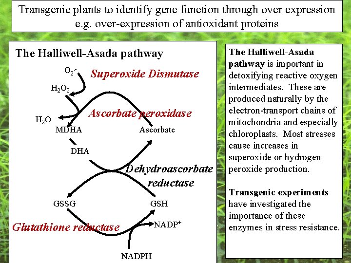Transgenic plants to identify gene function through over expression e. g. over-expression of antioxidant Transgenic plants to identify gene function through over expression e. g. over-expression of antioxidant