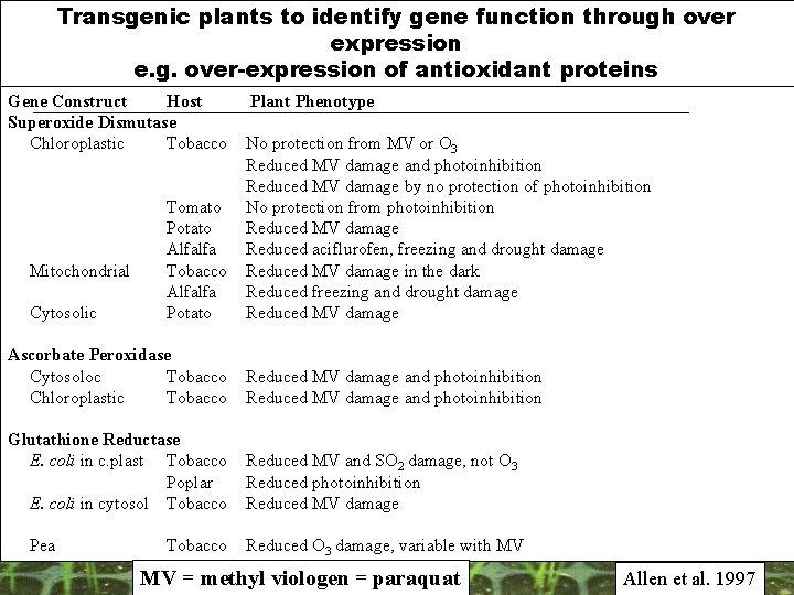 Transgenic plants to identify gene function through over expression e. g. over-expression of antioxidant Transgenic plants to identify gene function through over expression e. g. over-expression of antioxidant