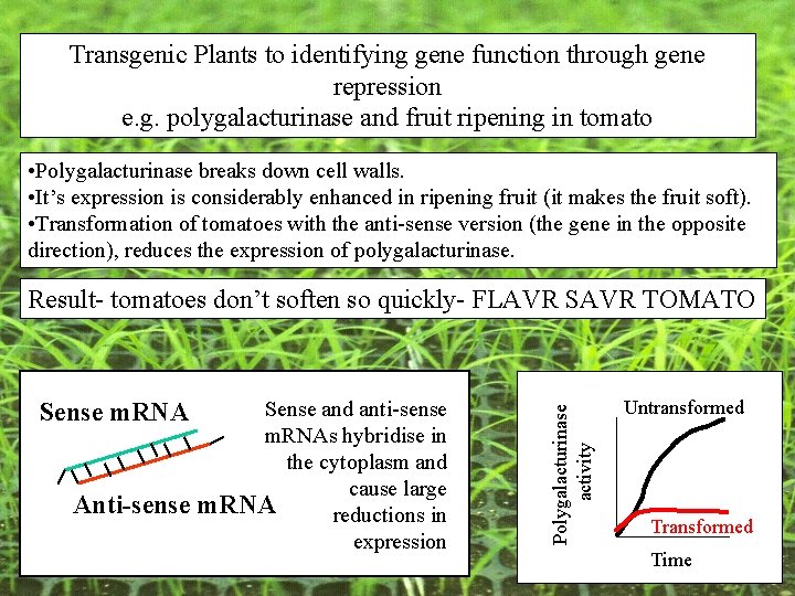 Transgenic Plants to identifying gene function through gene repression e. g. polygalacturinase and fruit Transgenic Plants to identifying gene function through gene repression e. g. polygalacturinase and fruit