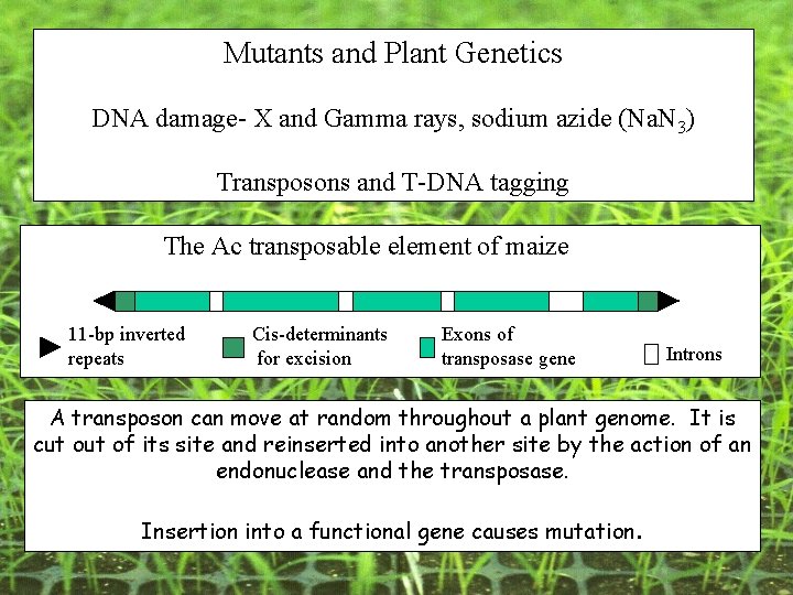 Mutants and Plant Genetics DNA damage- X and Gamma rays, sodium azide (Na. N Mutants and Plant Genetics DNA damage- X and Gamma rays, sodium azide (Na. N