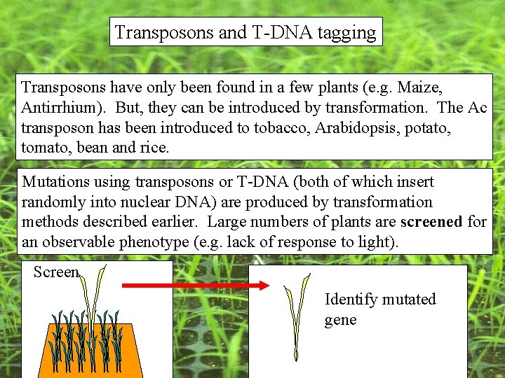 Transposons and T-DNA tagging Transposons have only been found in a few plants (e. Transposons and T-DNA tagging Transposons have only been found in a few plants (e.