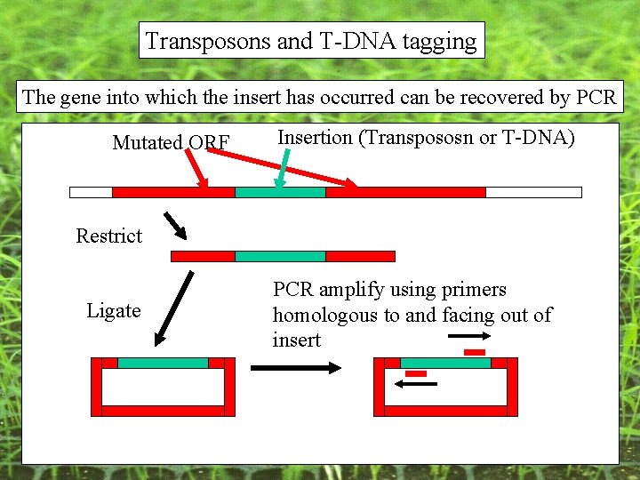 Transposons and T-DNA tagging The gene into which the insert has occurred can be Transposons and T-DNA tagging The gene into which the insert has occurred can be