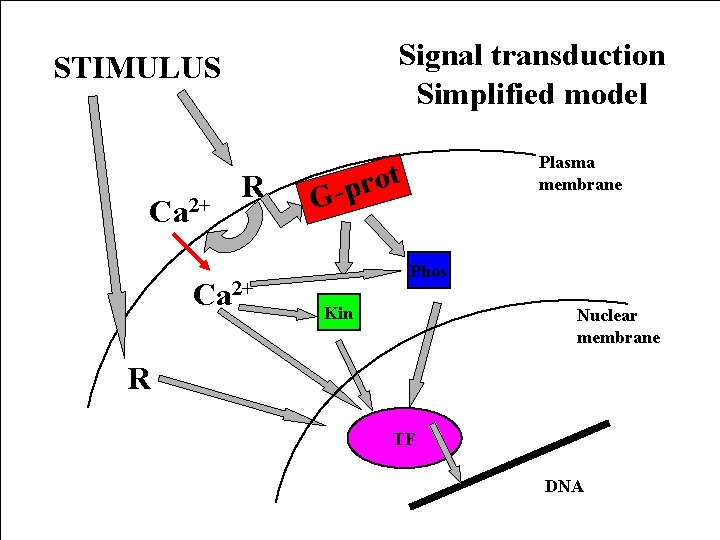 Signal transduction Simplified model STIMULUS Ca 2+ R Ca 2+ Plasma membrane t o Signal transduction Simplified model STIMULUS Ca 2+ R Ca 2+ Plasma membrane t o
