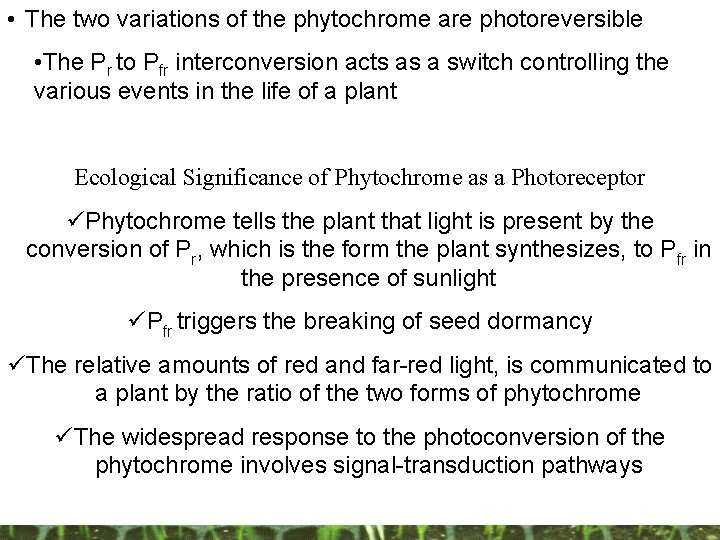 • The two variations of the phytochrome are photoreversible • The Pr to • The two variations of the phytochrome are photoreversible • The Pr to
