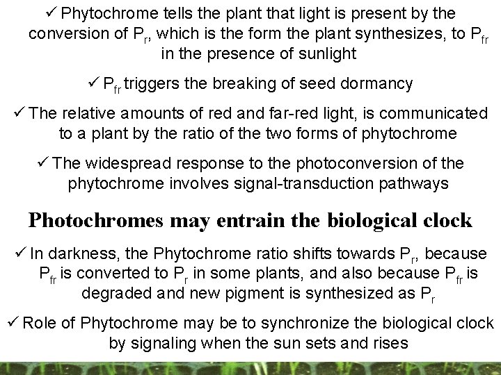ü Phytochrome tells the plant that light is present by the conversion of Pr, ü Phytochrome tells the plant that light is present by the conversion of Pr,