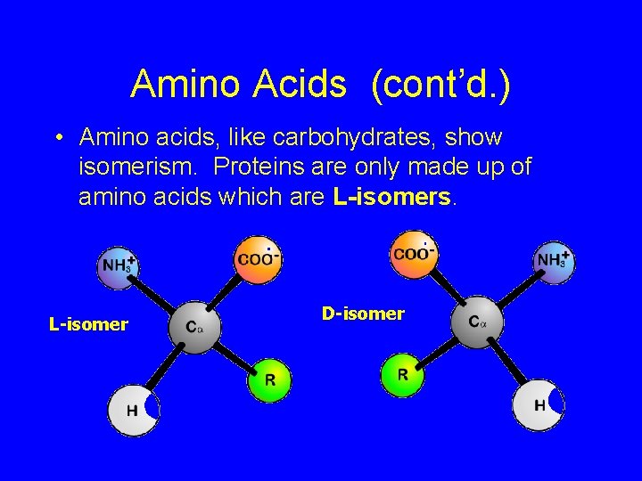 Amino Acids (cont’d. ) • Amino acids, like carbohydrates, show isomerism. Proteins are only