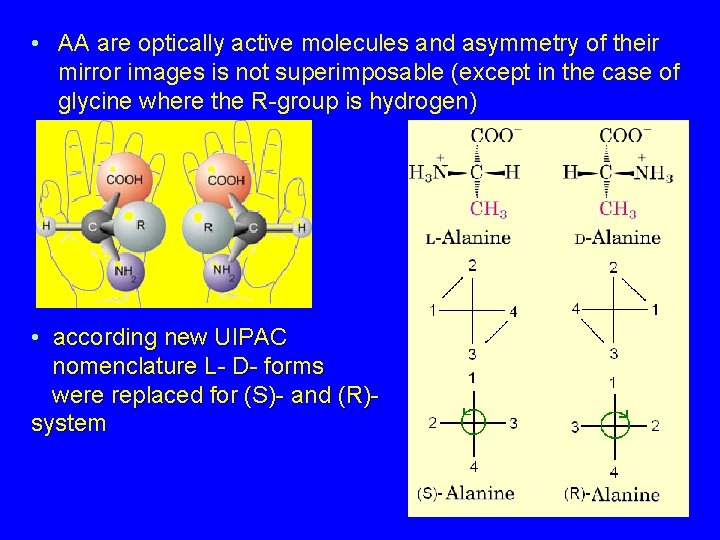  • AA are optically active molecules and asymmetry of their mirror images is