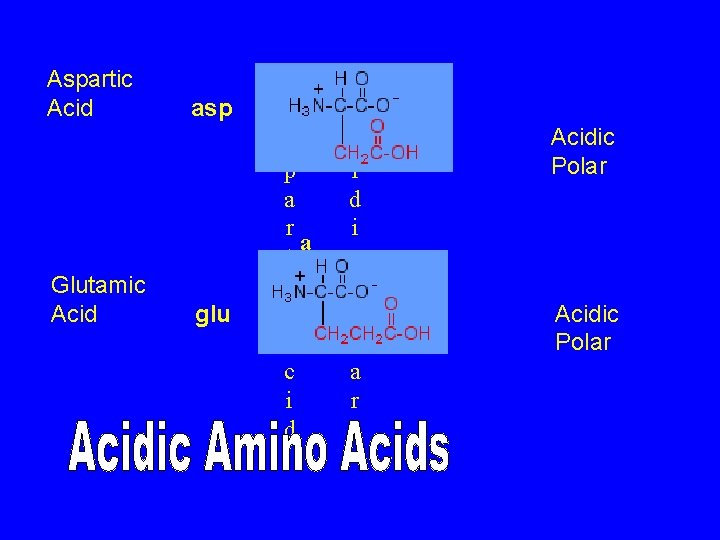 Aspartic Acid Glutamic Acid asp glu A A c s i p d a