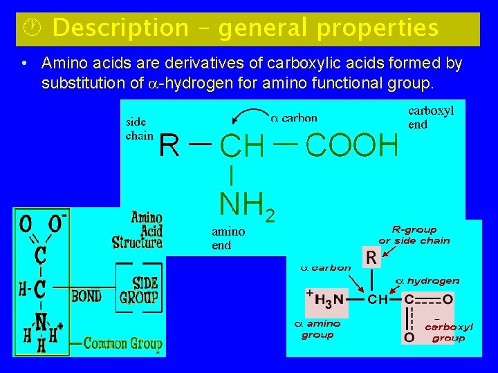 · Description – general properties • Amino acids are derivatives of carboxylic acids formed