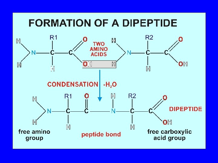 Amino Acids (cont’d. ) • Amino acids link together by covalent peptide bonds. This