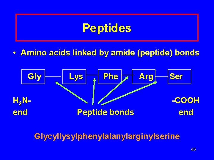 Peptides • Amino acids linked by amide (peptide) bonds Gly H 2 Nend Lys