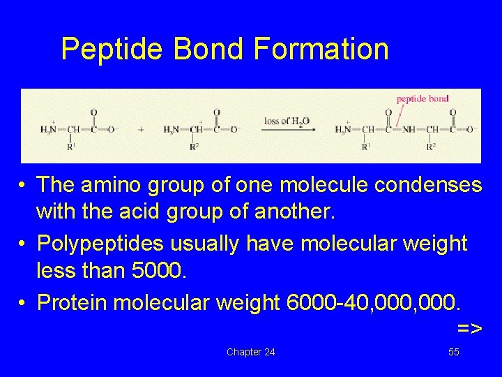  Peptide Bond Formation • The amino group of one molecule condenses with the