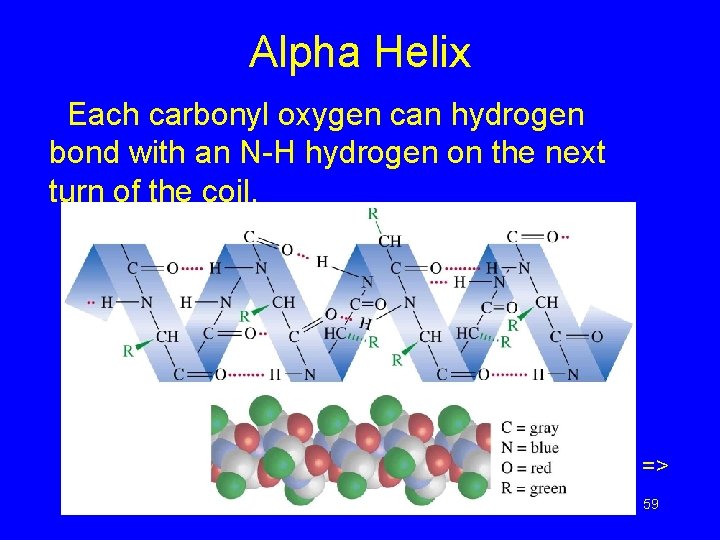 Alpha Helix Each carbonyl oxygen can hydrogen bond with an N-H hydrogen on the