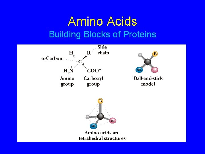 Amino Acids Building Blocks of Proteins 