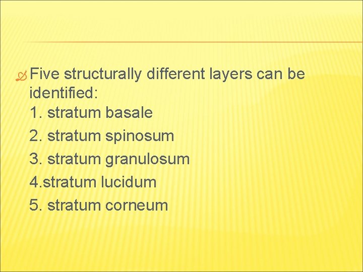  Five structurally different layers can be identified: 1. stratum basale 2. stratum spinosum