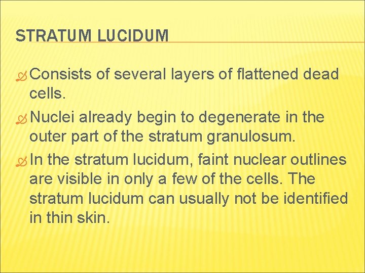 STRATUM LUCIDUM Consists of several layers of flattened dead cells. Nuclei already begin to