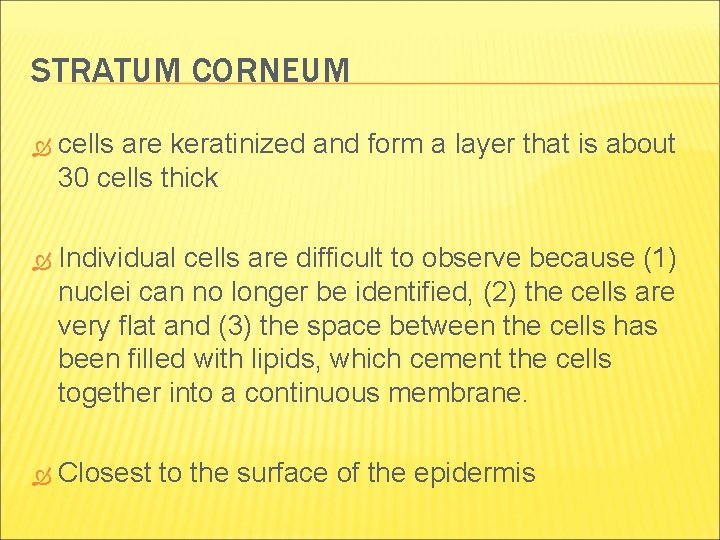 STRATUM CORNEUM cells are keratinized and form a layer that is about 30 cells STRATUM CORNEUM cells are keratinized and form a layer that is about 30 cells