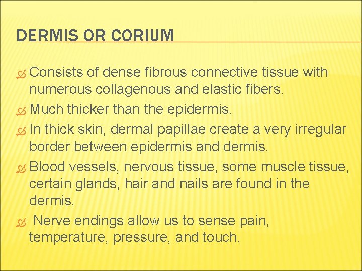 DERMIS OR CORIUM Consists of dense fibrous connective tissue with numerous collagenous and elastic DERMIS OR CORIUM Consists of dense fibrous connective tissue with numerous collagenous and elastic
