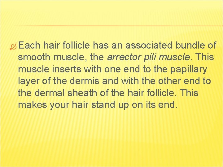  Each hair follicle has an associated bundle of smooth muscle, the arrector pili