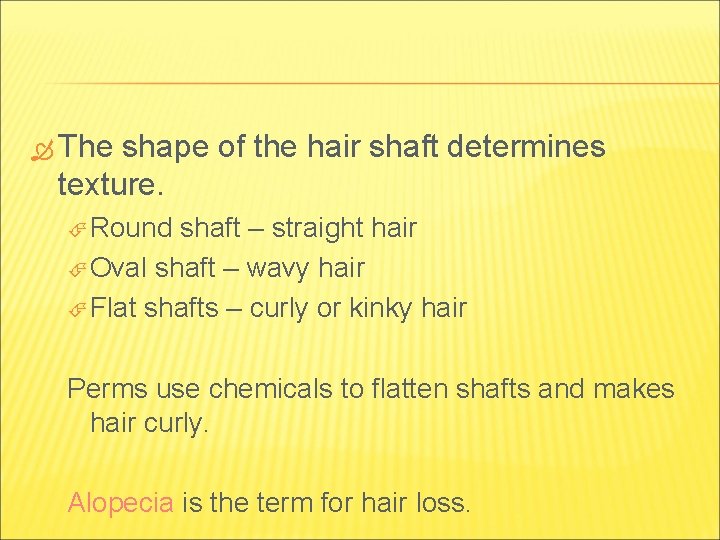 The shape of the hair shaft determines texture. Round shaft – straight hair The shape of the hair shaft determines texture. Round shaft – straight hair
