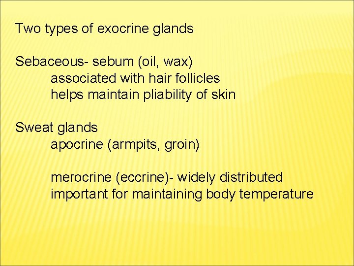 Two types of exocrine glands Sebaceous- sebum (oil, wax) associated with hair follicles helps Two types of exocrine glands Sebaceous- sebum (oil, wax) associated with hair follicles helps