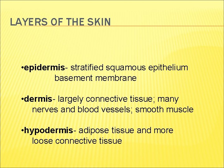 LAYERS OF THE SKIN • epidermis- stratified squamous epithelium basement membrane • dermis- largely LAYERS OF THE SKIN • epidermis- stratified squamous epithelium basement membrane • dermis- largely