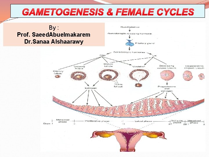 GAMETOGENESIS & FEMALE CYCLES By : Prof. Saeed. Abuelmakarem Dr. Sanaa Alshaarawy 
