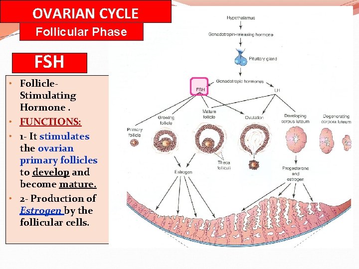 Fsh Function GAMETOGENESIS FEMALE CYCLES By Prof Saeed Abuelmakarem Dr