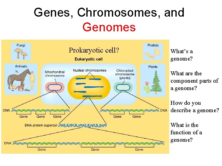 Genes, Chromosomes, and Genomes Prokaryotic cell? What’s a genome? What are the component parts